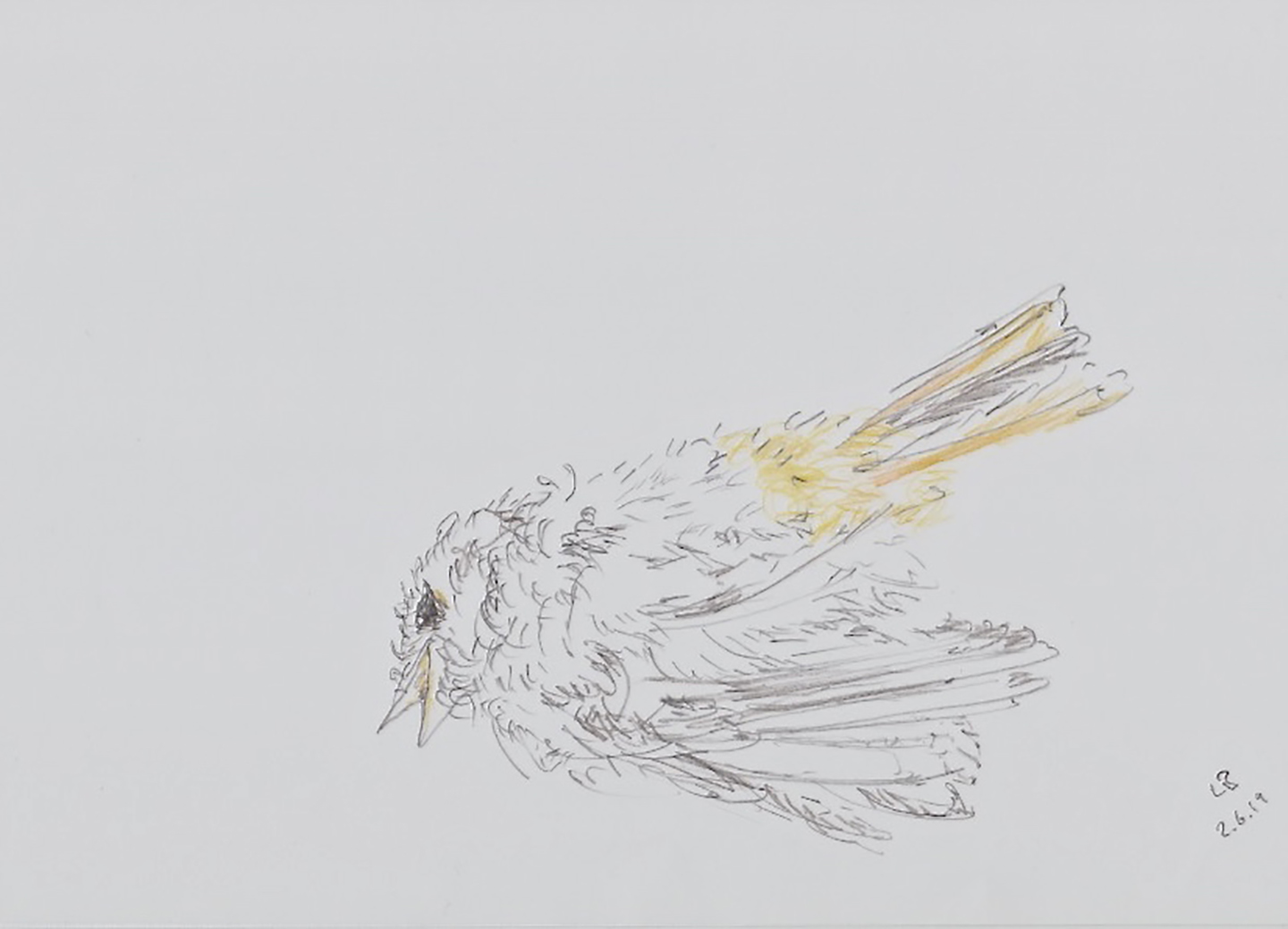 © Leo Brunschwiler, dead redtail, pencil and coloured pencil on polyester film, 20 cm x 28 cm , 2019
(Found on 1 June 2019 on Via d'Umbrail in Sta. Maria)